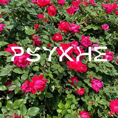 Psykhe von Venus Invictus