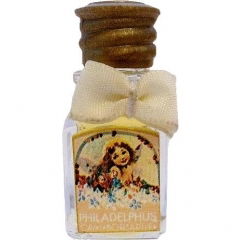 Philadelphus von Borsari 1870