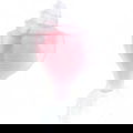 Color Collection - Pink Conch by Seajewels