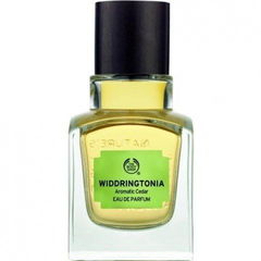 Widdringtonia - Aromatic Cedar