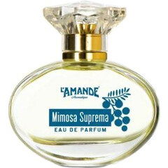 Mimosa Suprema von L'Amande