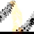 Icon Gold by Police