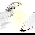 Vanilla Lust / ヴァニラ ラスト (2005) von Jill Stuart