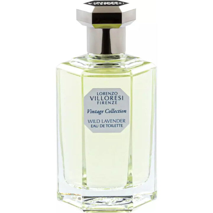 Wild Lavender / Inglese von Lorenzo Villoresi