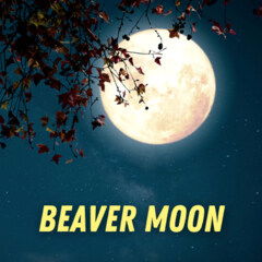 Beaver Moon von Pulp Fragrance