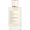 Hibiscus Abelmoschus by Chloé