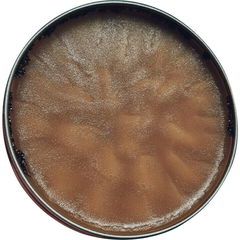 Chai Musk (Solid Perfume) by Wild Veil Perfume