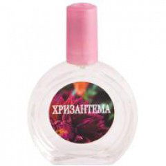 Chrysanthemum / Хризантема von Judith