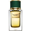 Velvet Vetiver by Dolce & Gabbana