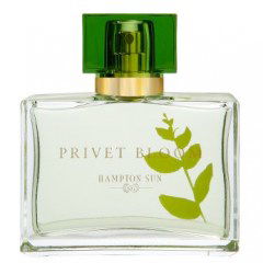 Privet Bloom von Hampton Sun