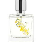 Zen Garden von Koton