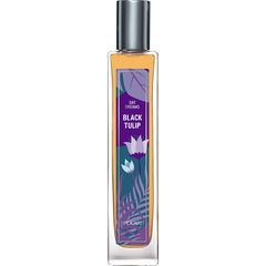 Day Dreams - Black Tulip von Brocard