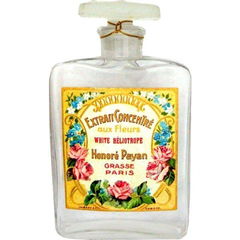 White Heliotrope von Honoré Payan