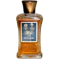 Bouvardia von Floris
