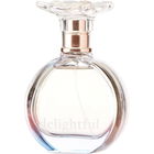 Refuge Delightful by Charlotte Russe