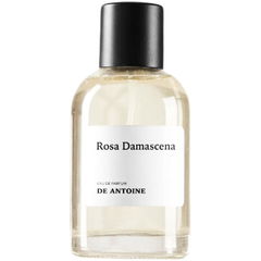 Rosa Damascena von De Antoine