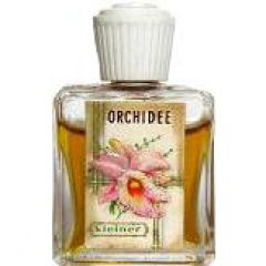 Orchidee by Gebrüder Kleiner