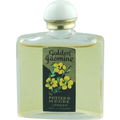 Golden Jasmine by Potter & Moore