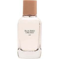 Blue Bird Orchid by Zara