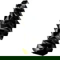 Icon Intense