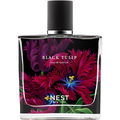 Black Tulip by Nest