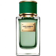 Velvet Cypress by Dolce & Gabbana