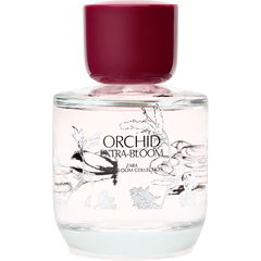 Orchid Extra-Bloom von Zara