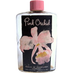 Pink Orchid by Rembrandt