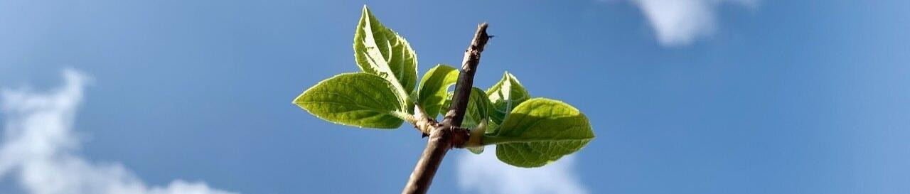 Frühling