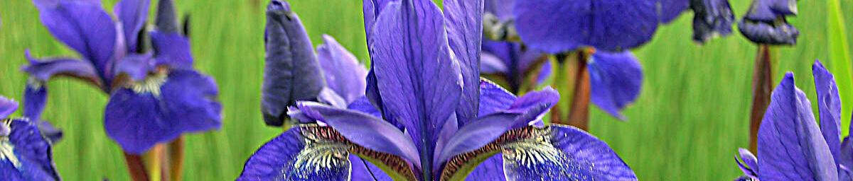 IRIS