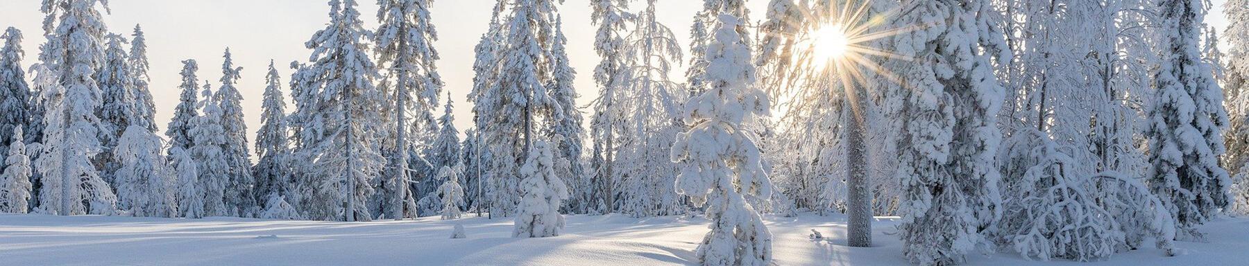 Top 5 - Winter Edition