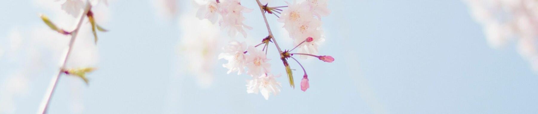 Frühlingsdüfte 🌸