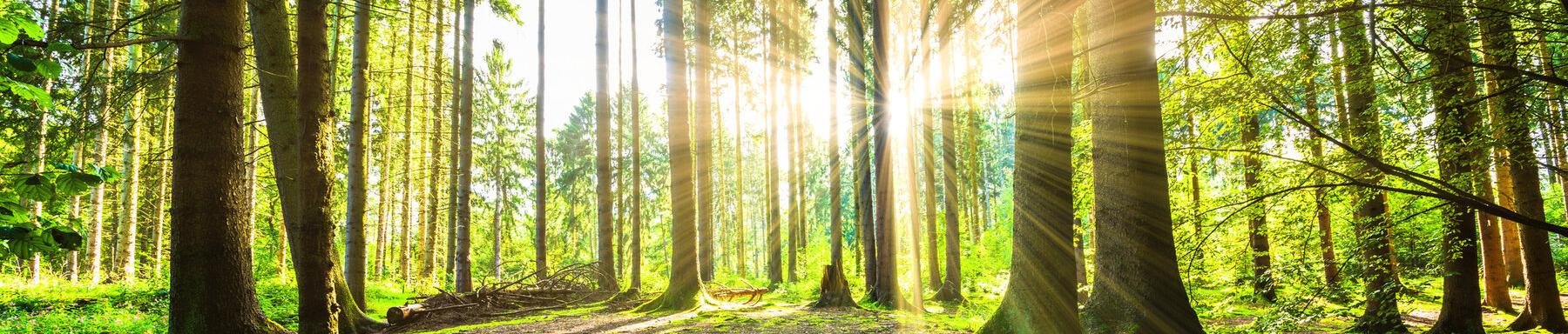 Wald - Holz - Erde