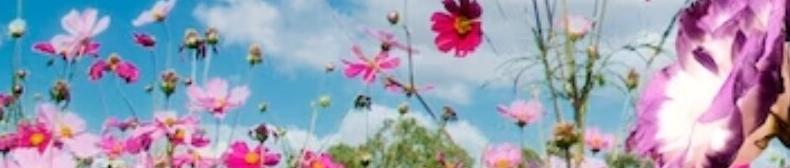 FLOWERS 🌸🌼🌷💐