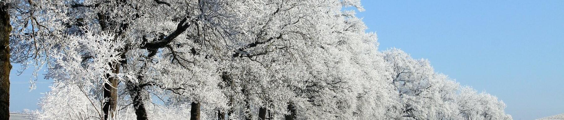 Winter