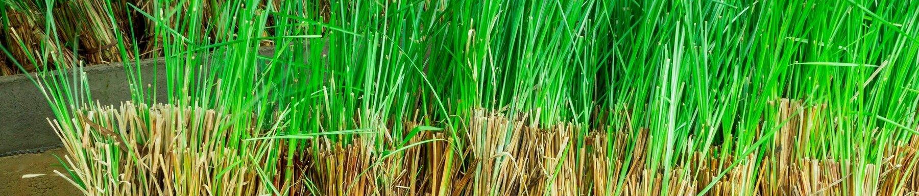 Vetiver