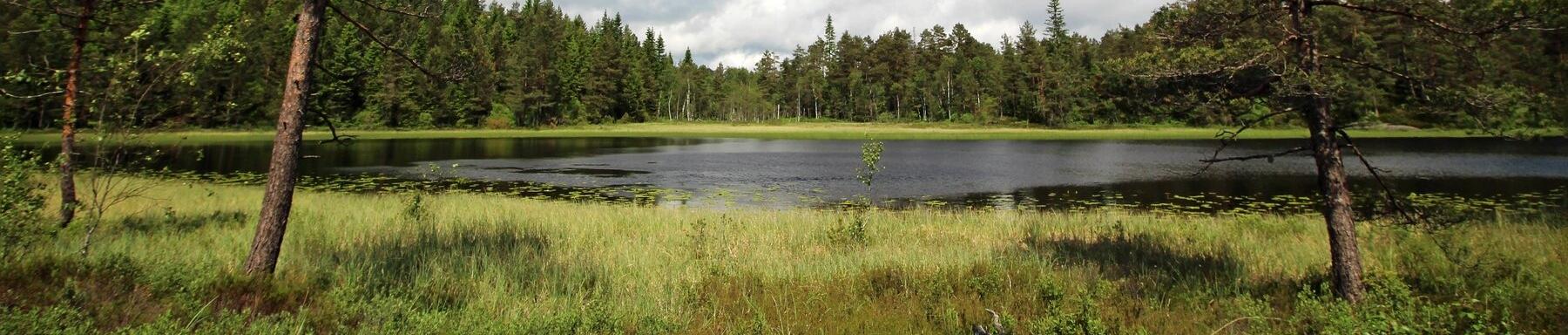 Bäume, Wald und Kraut