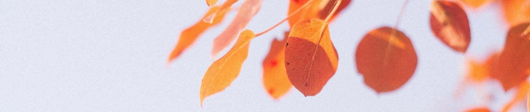 Herbstdüfte 🍂