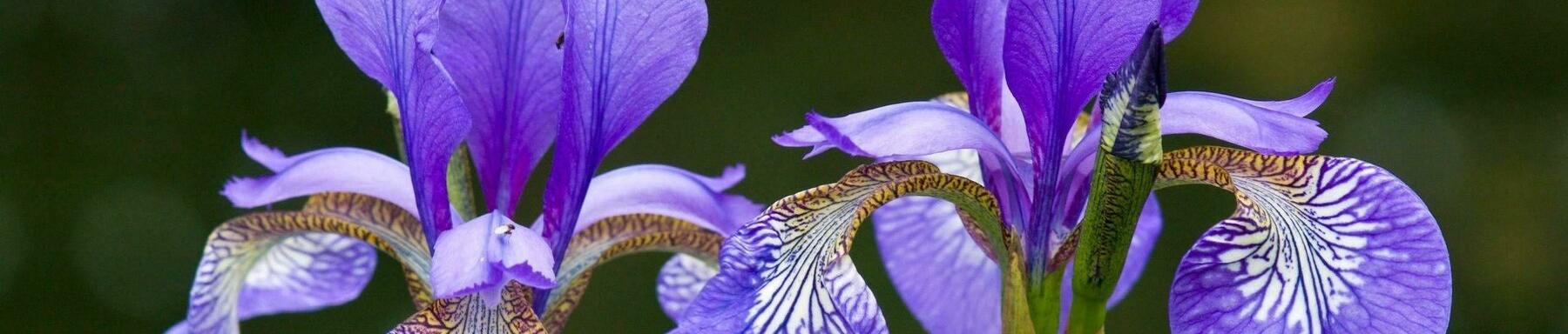 Iris