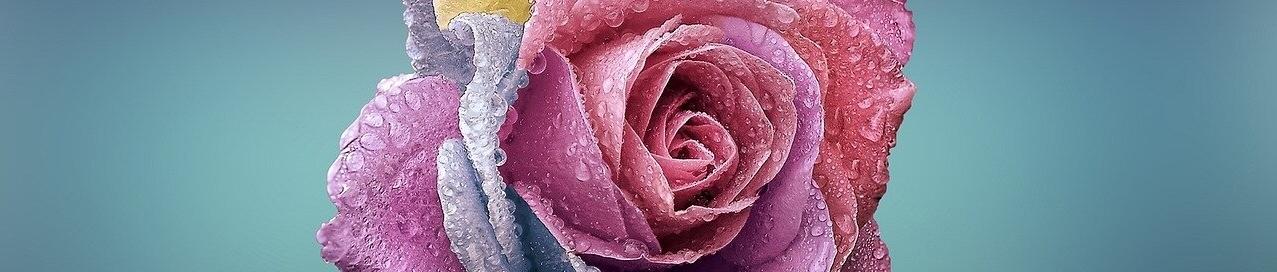 A Rose By Any Name
