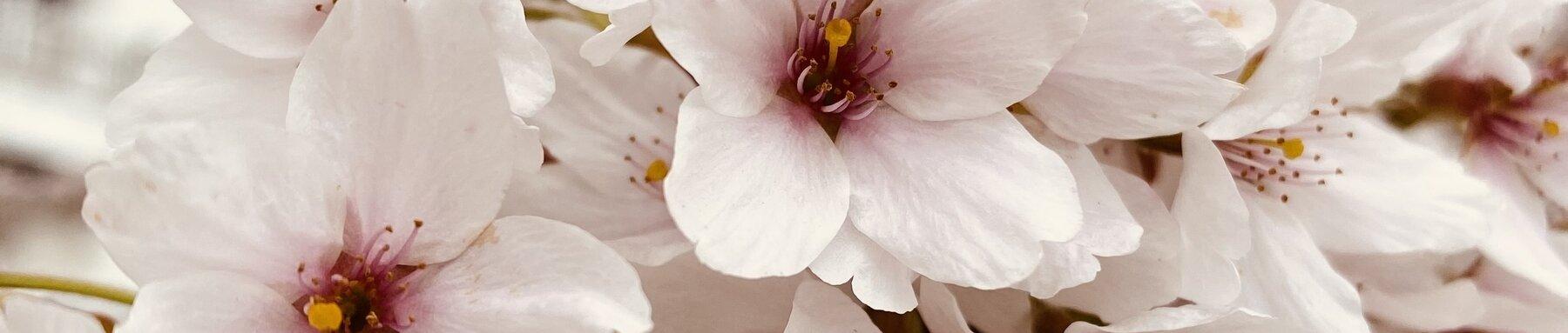 Duftempfehlungen für jeden Anlass 