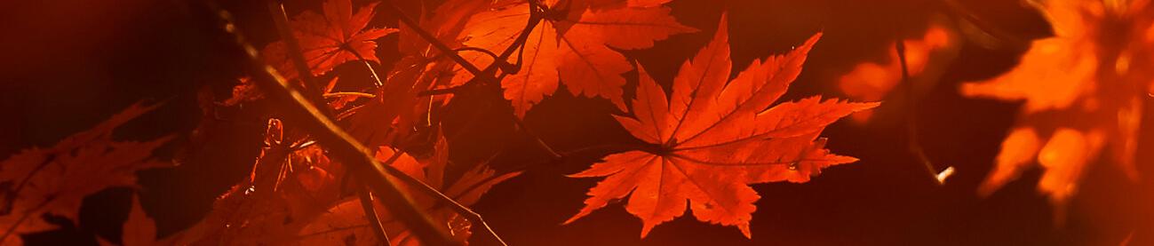 Autumn Vibes 🍂 🍁 🌧️ 