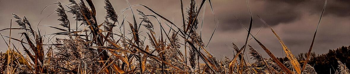 Goldener geliebter Herbst