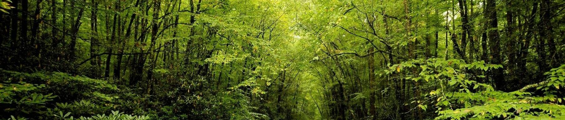 Wald