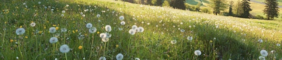 Frühling 🍃