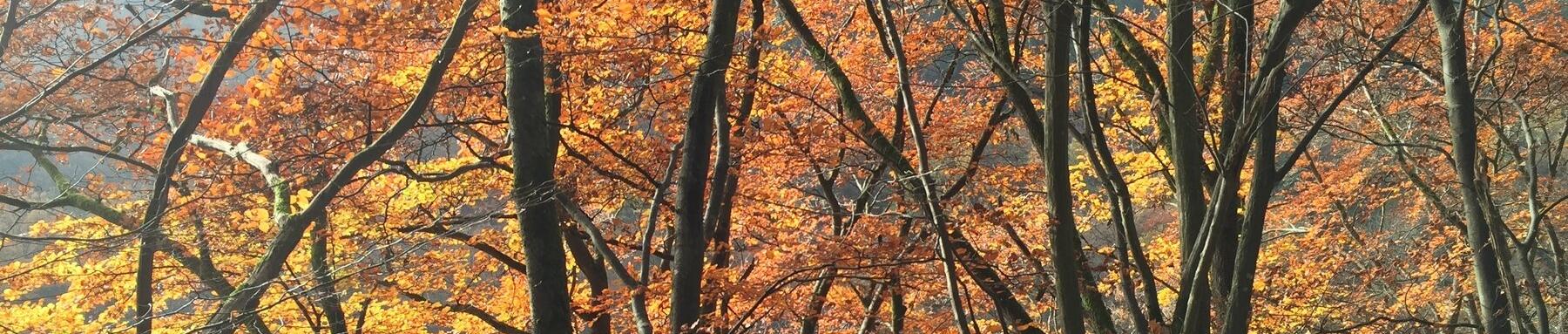 HERBSTDÜFTE: ABSCHIED VOM LICHT