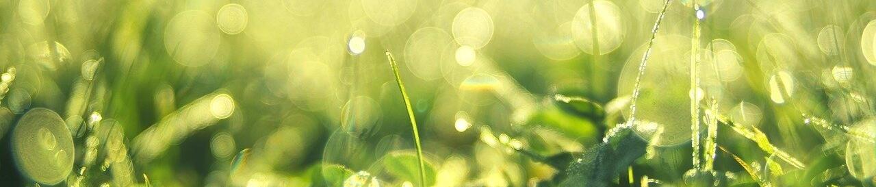 Everything's Gone Green