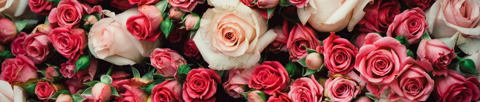 Rose Fragrances