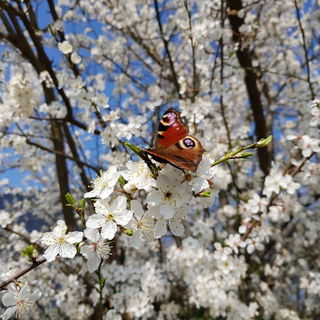 Das erste Pfauenauge de...