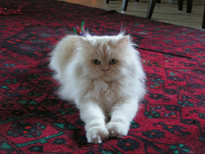 Püppi spricht für sich... meine Süsse!